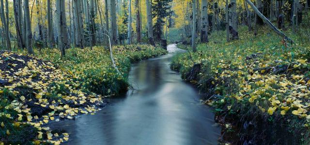 Aspens and Stream in Uncompahgre National Forest, Ridgeway, Colorado